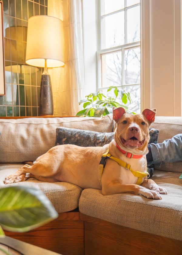 MarylandSPCA.jpg