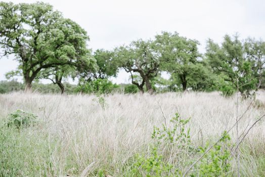 Gallery - Meadow.jpg