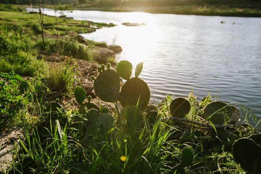 Gallery - River Cactus.jpg