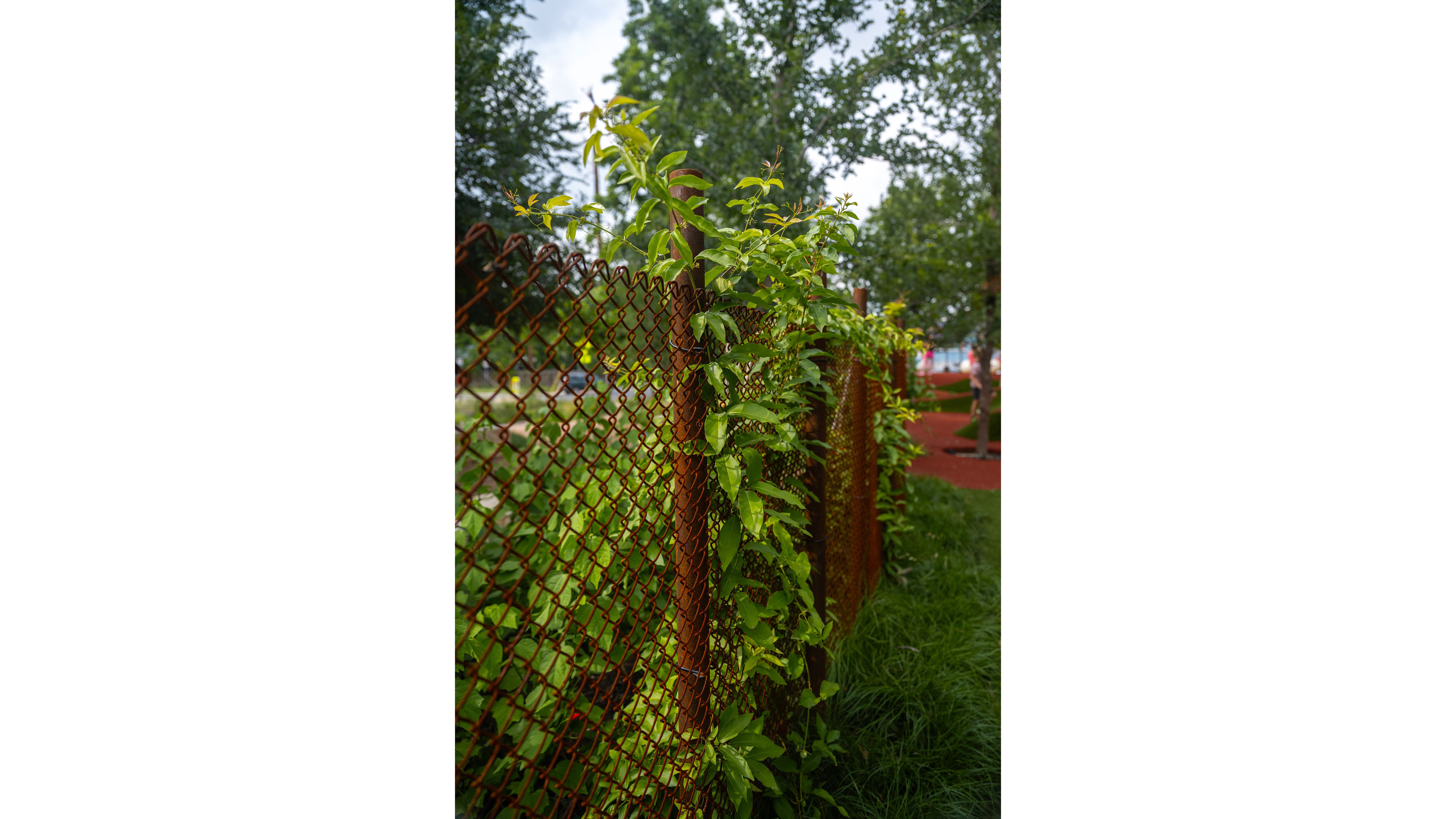 campbell-la-bambino (10).jpg