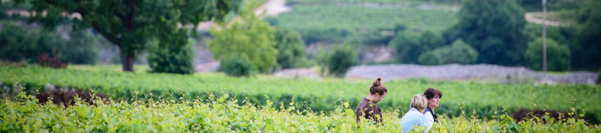 Walking in the Vineyards