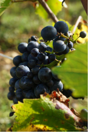 Pinot Noir Grapes from Domaine Michel Lafarge in Volnay