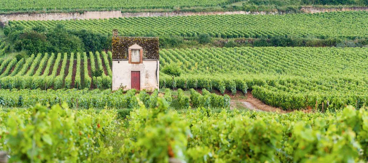 Burgundy Vineyard