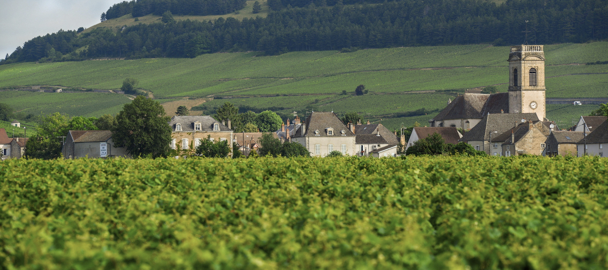 Vineyard #WrdsAbtWine