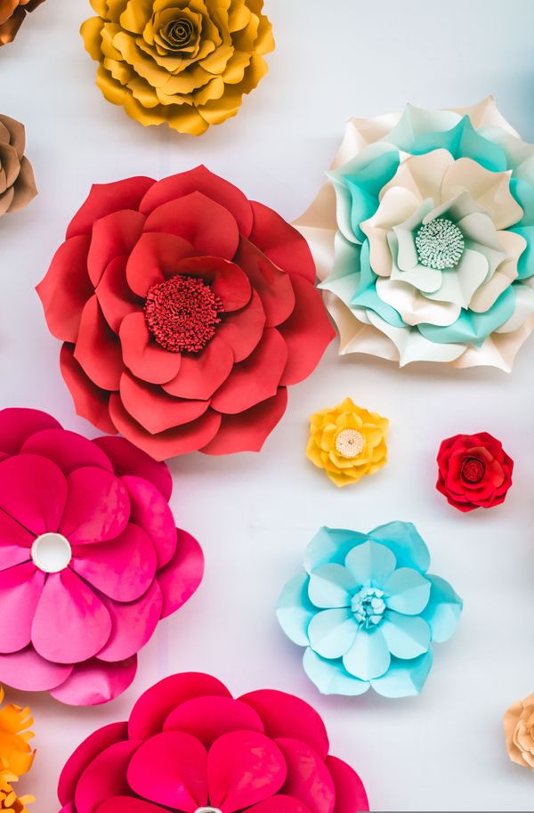 agustinbg-flowers-4020984.jpg