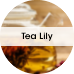 Tea-Lily-1.png