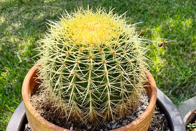 Cactus.jpeg