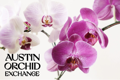 Austin Orchid Exchange-01.png