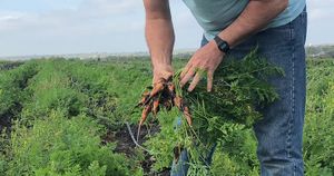 farmer pulling carrots v2 - website.jpg