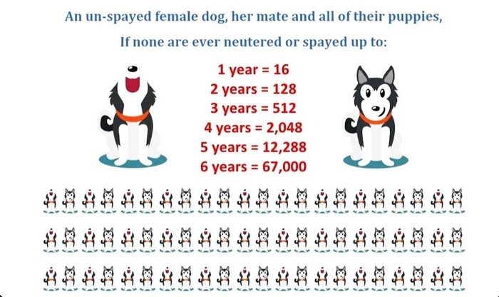 Visual of an unspayed female dog and puppies born in six years from Husky Haven of Florida.png