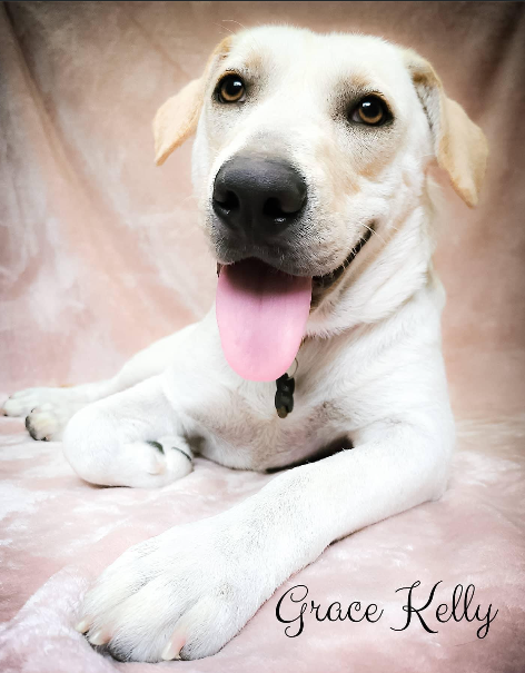 Rescued pup Grace Kelly after she received treatment and was healthy - LSAWL.png