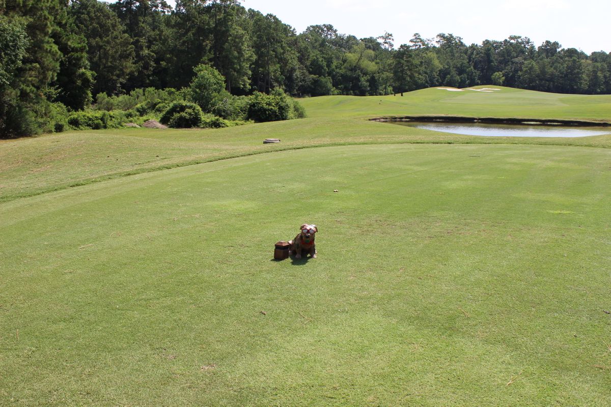 Dog on green.JPG