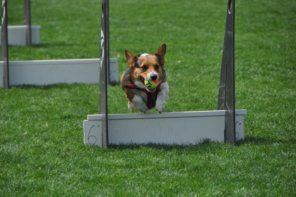 0543 spring bark 2013.jpg