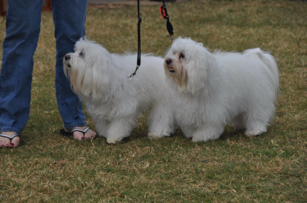 0380 PawswithClaus 12-1-2012.jpg