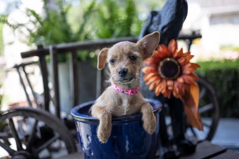 Petunia1.jpg