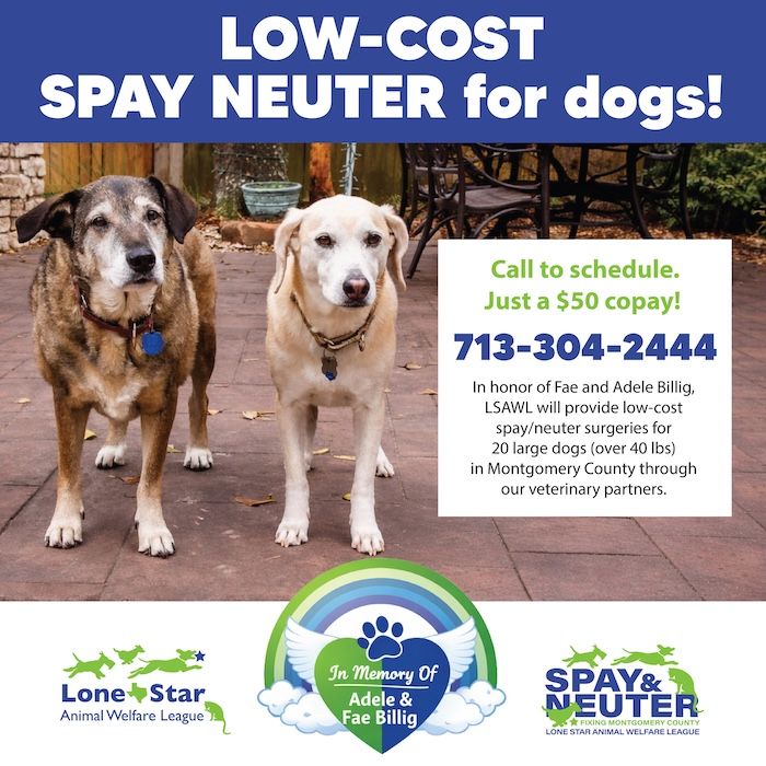 LSAWL Memorial Sponsorship for Adele and Fae.JPG