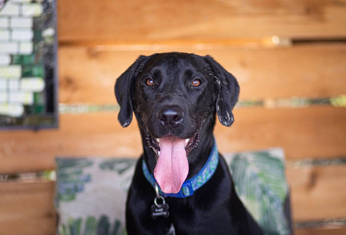 Black lab posing 