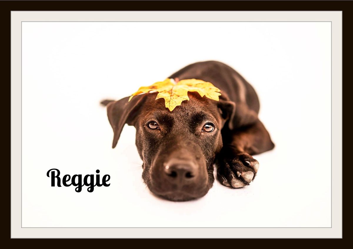 Reggie 10-10.jpg