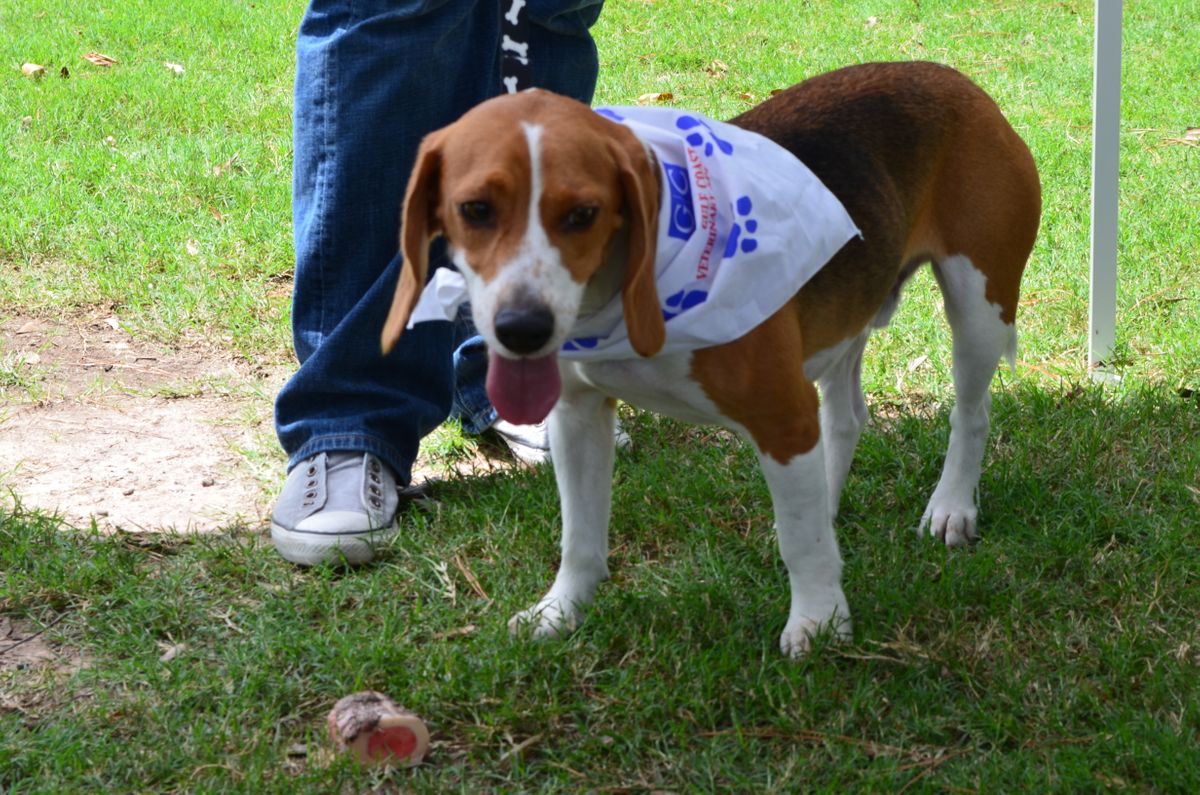 News 92 Dog 2014 037.jpg