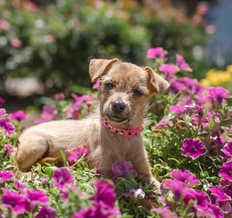 Rescued pup  - LSAWL.png