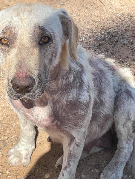 Rescued pup when we found her - needed medival attention - LSAWL.png