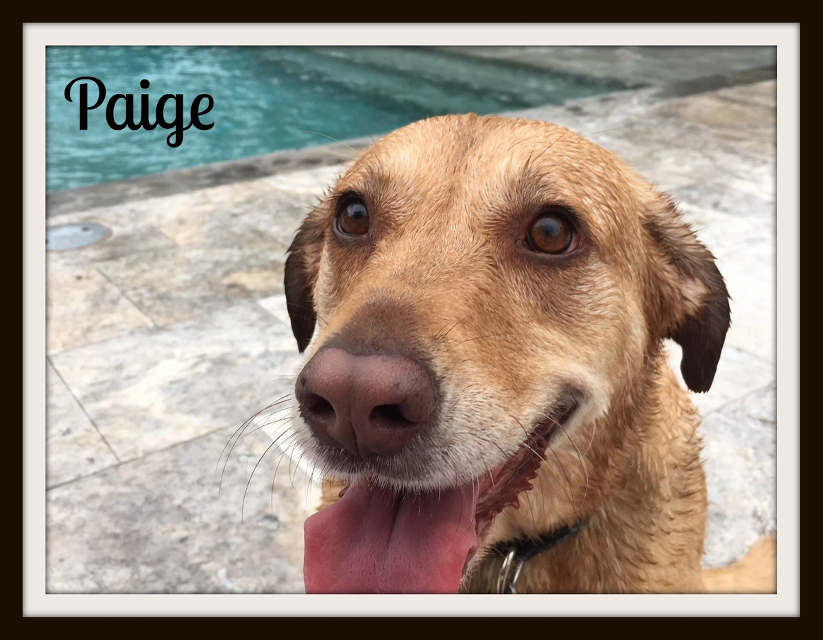 Labby aka Paige (7)-cvr.jpg