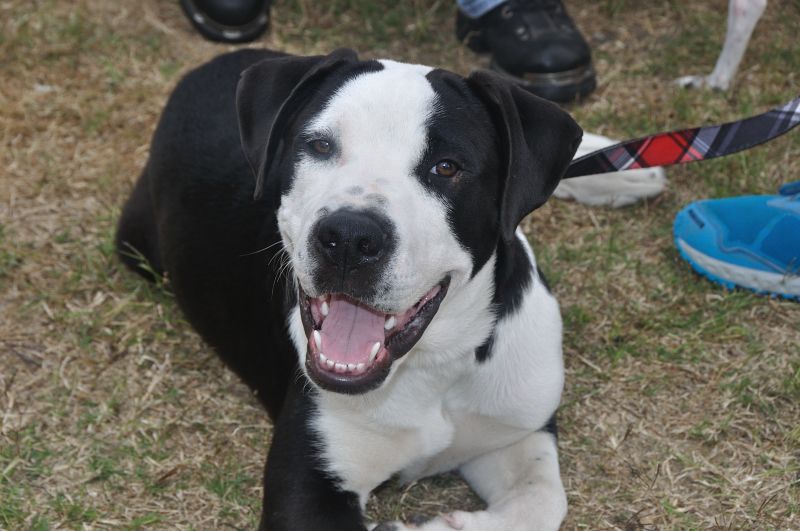 0298 PetHealthFair 4-14.jpg