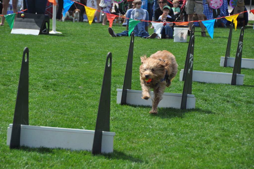 0502 spring bark 2013.jpg