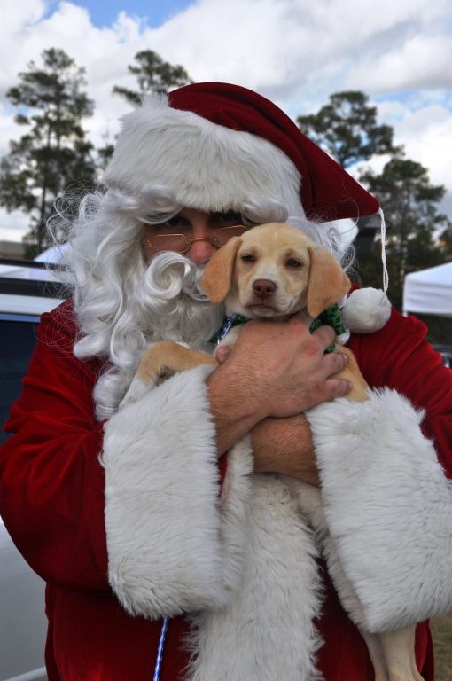0558 PawswithClaus 12-2-12.jpg