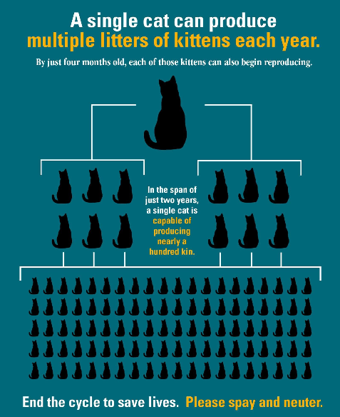 Illustration of how unneutered or spayed animals can easily multiply into dozens or hundreds of unwanted pups or kittens - LSAWL.png
