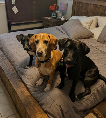 Rescued pups - LSAWL.png