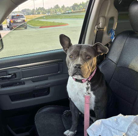 Neuter and spay participant pup - LSAWL.png