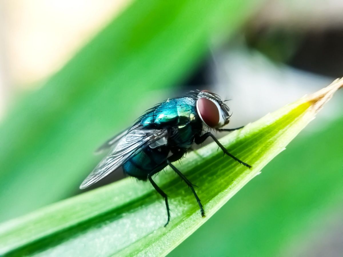Image of New World screwworm (Cochliomyia hominivorax) from Texas A&M website - NWS-1800x1350.jpeg