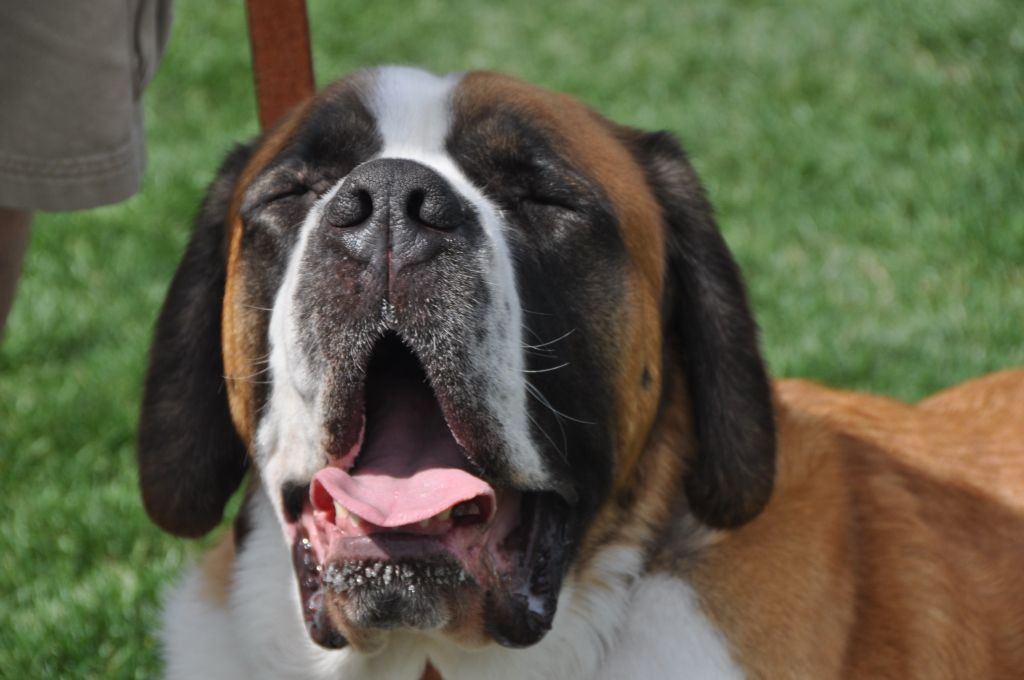 0441 spring bark 2013.jpg