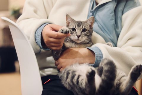 cat at a vet image-unsplash.jpg