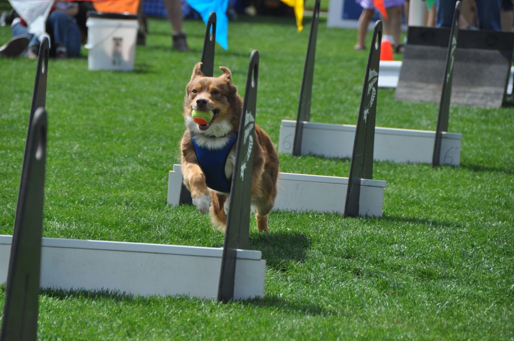 0513 spring bark 2013.jpg