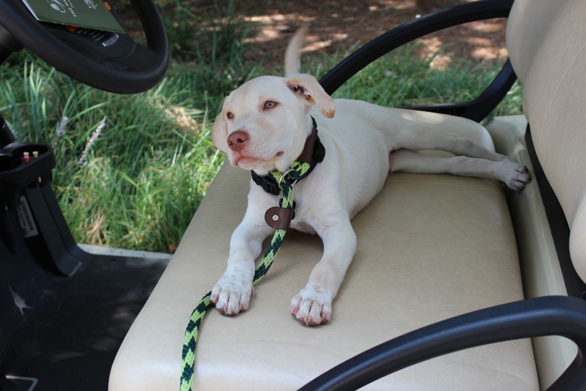 Tired sweet Sawyer golfcart.JPG