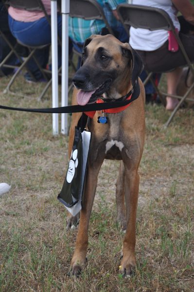 0209 PetHealthFair 4-14.jpg