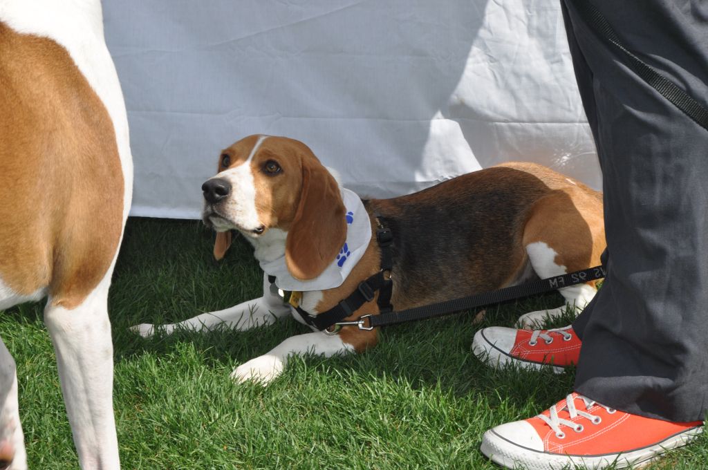 0414 spring bark 2013.jpg