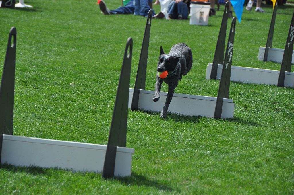 0508 spring bark 2013.jpg