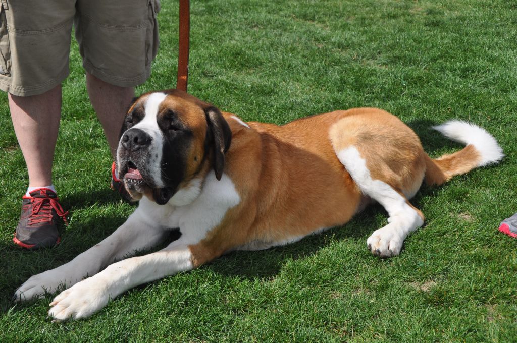 0440 spring bark 2013.jpg