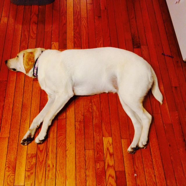 Tequi (aka Lena).jpg