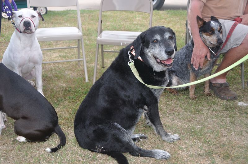 0263 PetHealthFair 4-14.jpg