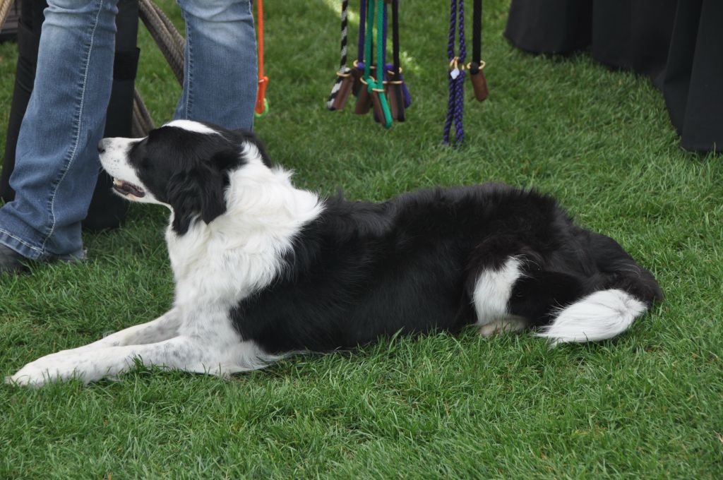 0432 spring bark 2013.jpg