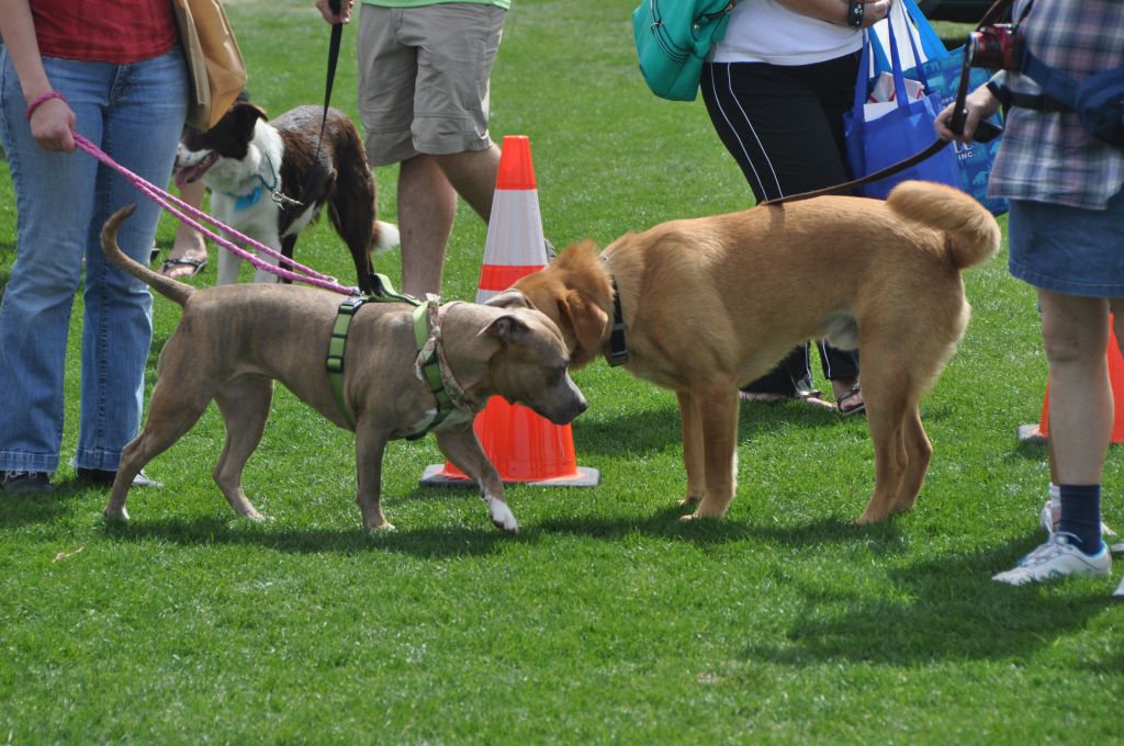 0458 spring bark 2013.jpg