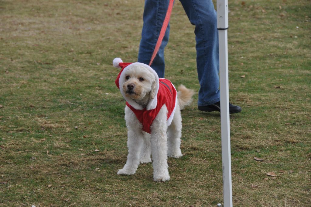 0327 pawswithclaus 12-1-2012.jpg