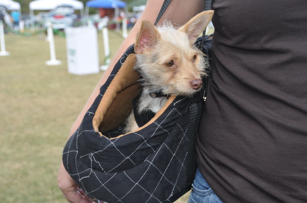 0593 PawswithClaus 12-1-2012.jpg