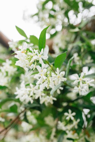 the most fragrant jasmine
