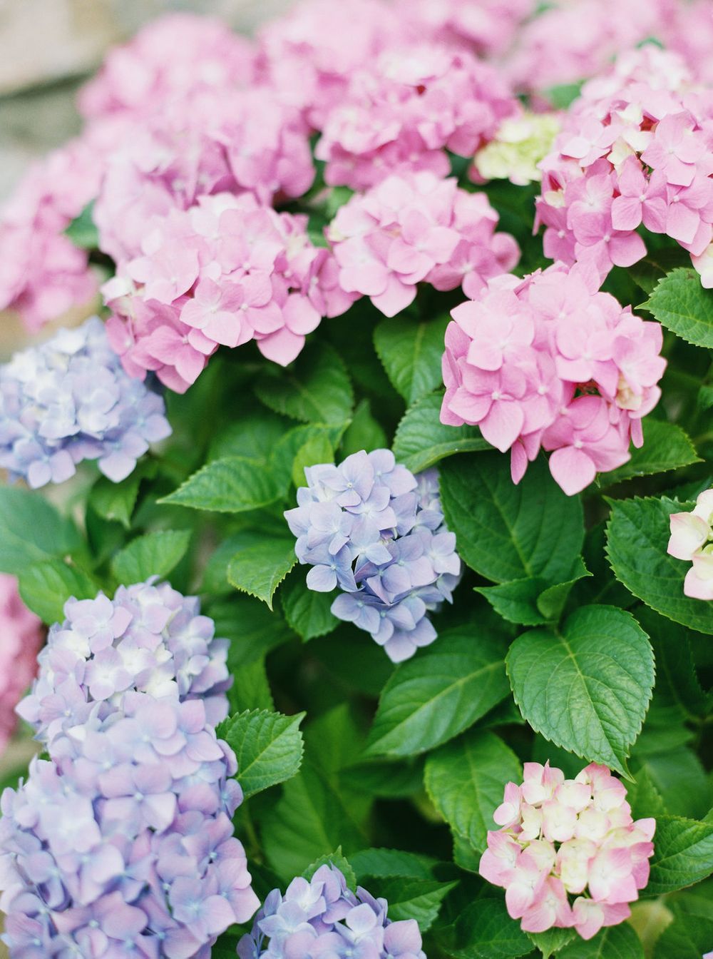 the prettiest hydrangeas