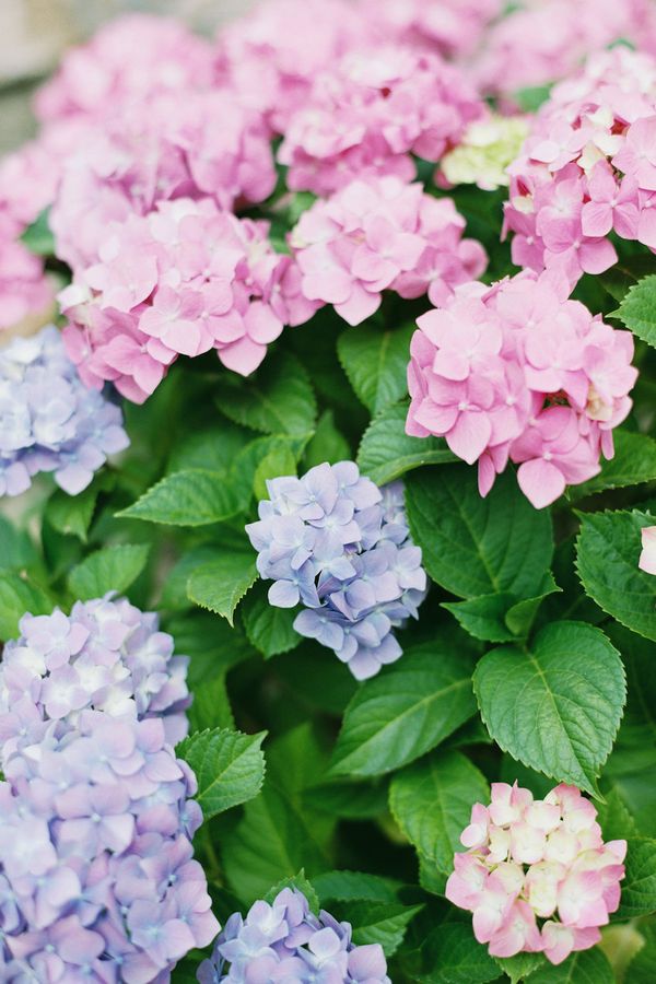 the prettiest hydrangeas